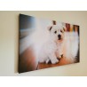 Pet Portraits on Canvas